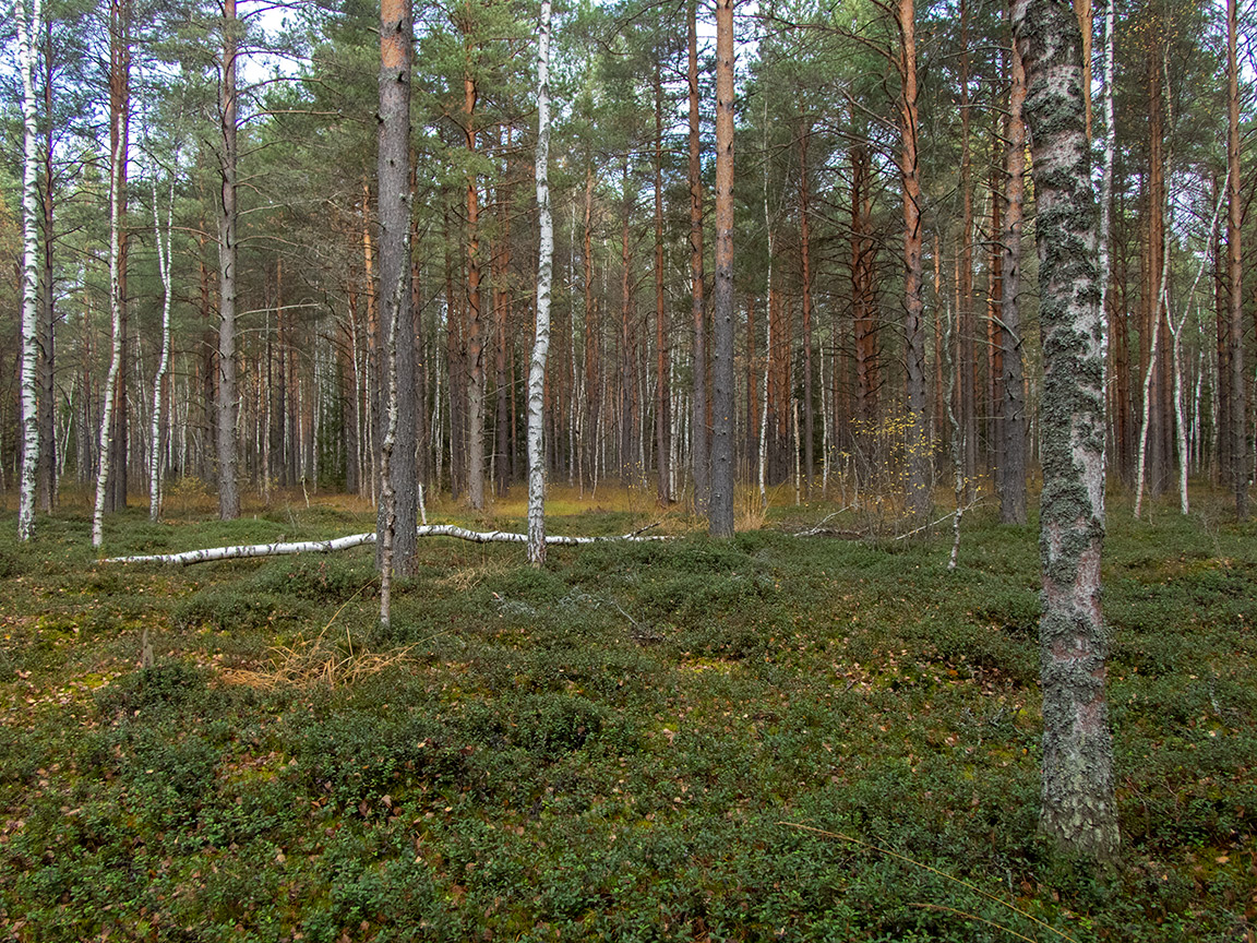 Вербилки, image of landscape/habitat.