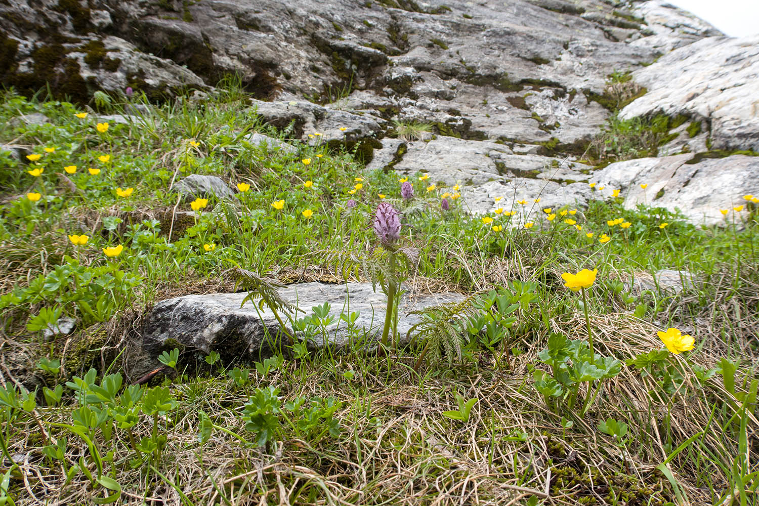 Верховья Имеретинки, image of landscape/habitat.