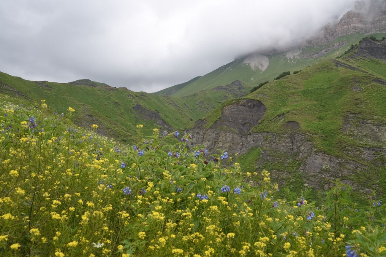 Дом Патимат, image of landscape/habitat.