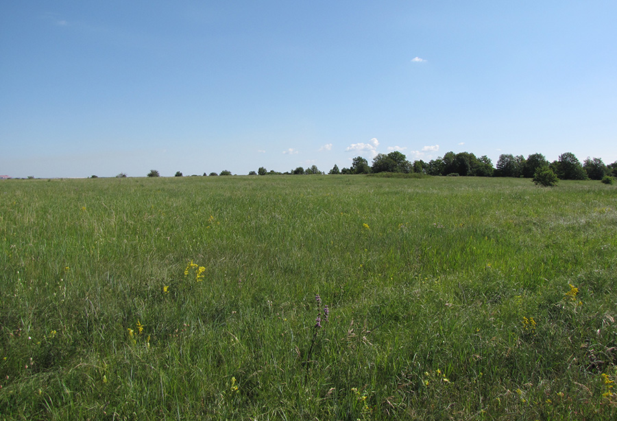 Городническая степь, image of landscape/habitat.