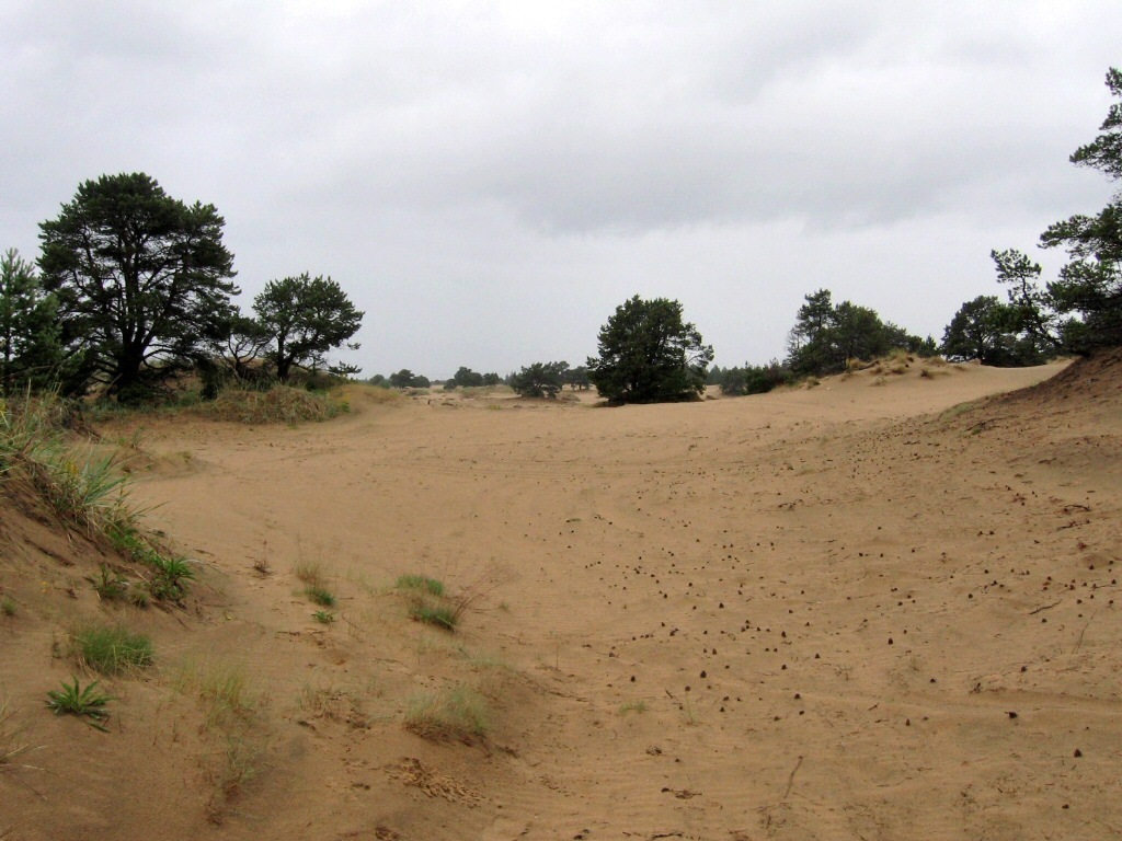 Низовья Варзуги, image of landscape/habitat.