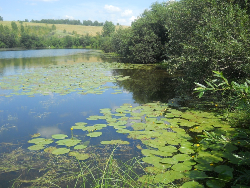 Долина реки Шипунихи, image of landscape/habitat.