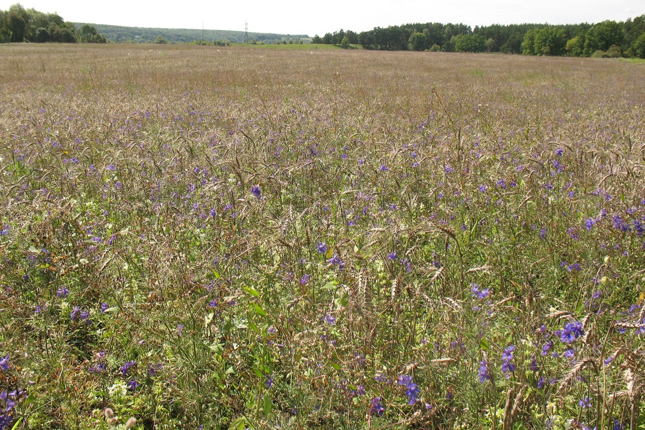 Окрестности д. Лужки, image of landscape/habitat.