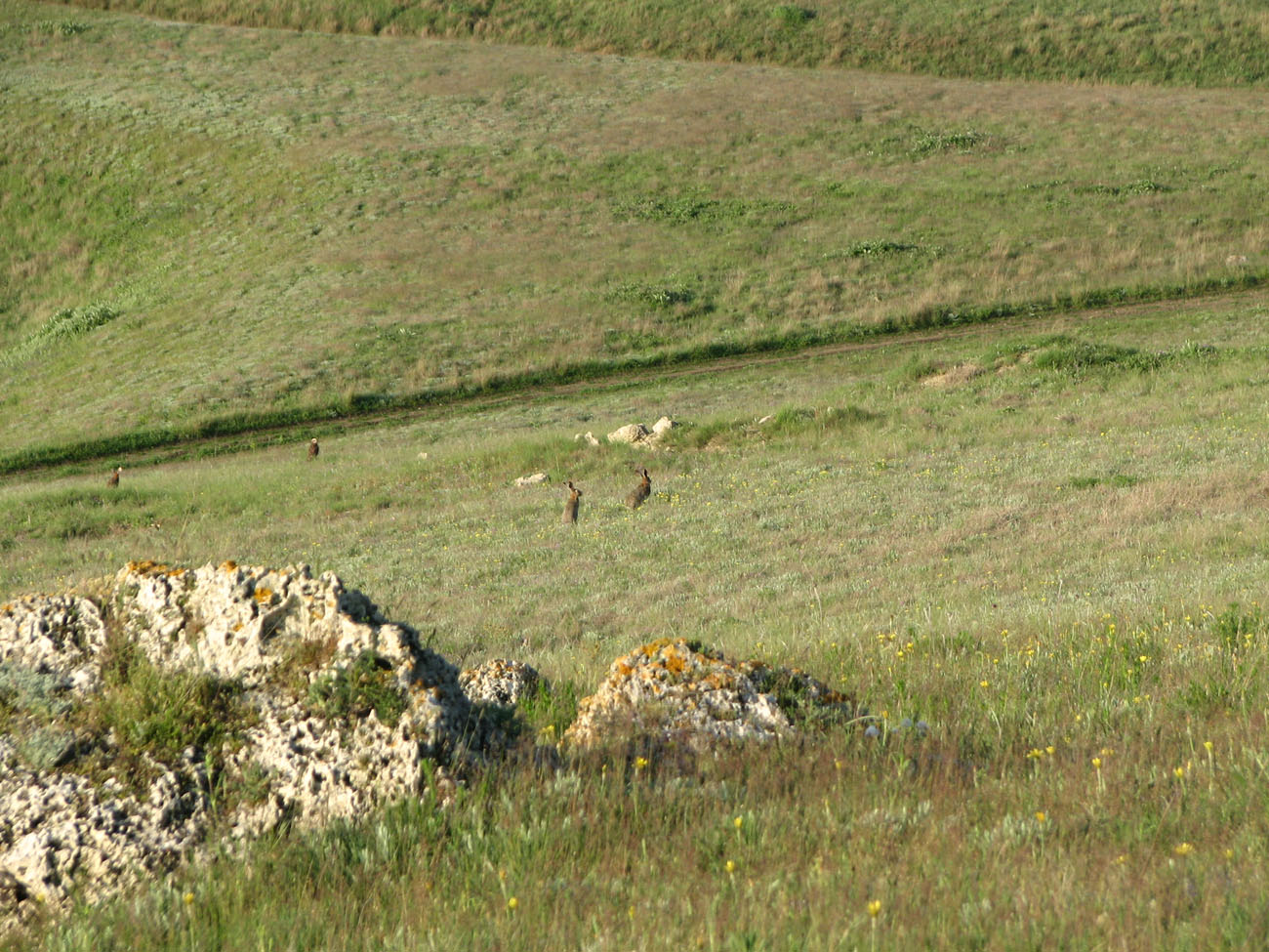 Караларская степь, image of landscape/habitat.