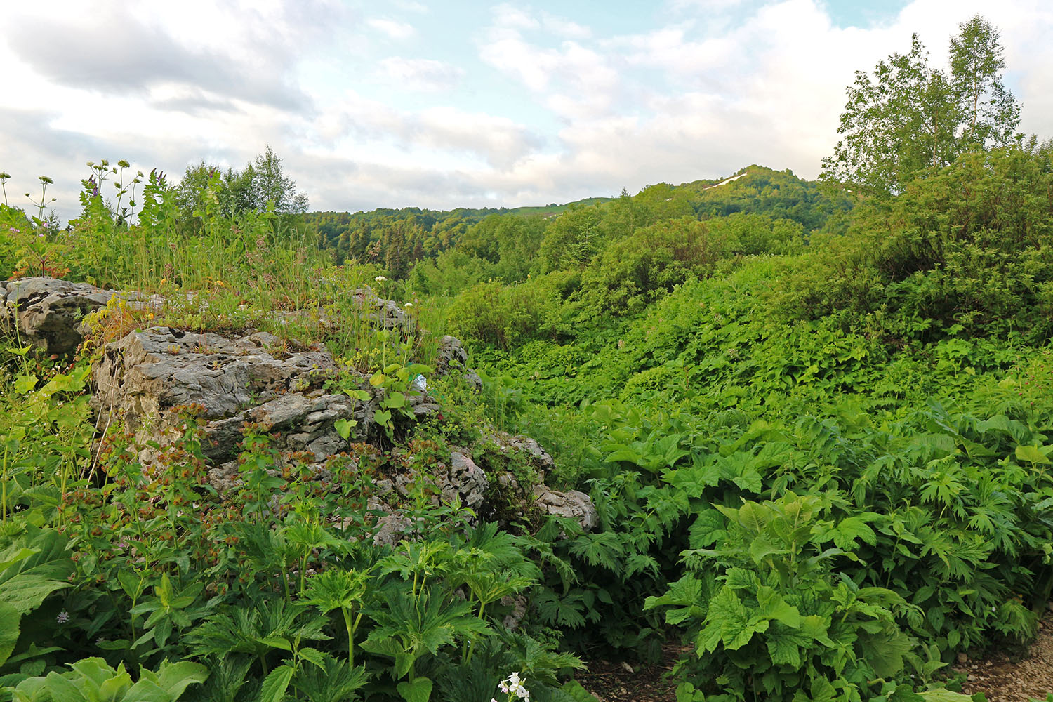 Яворова Поляна, image of landscape/habitat.