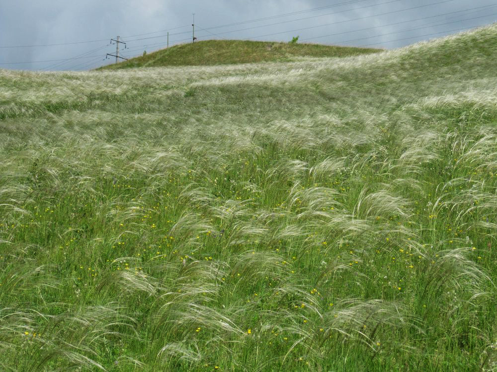 Кунгур, image of landscape/habitat.