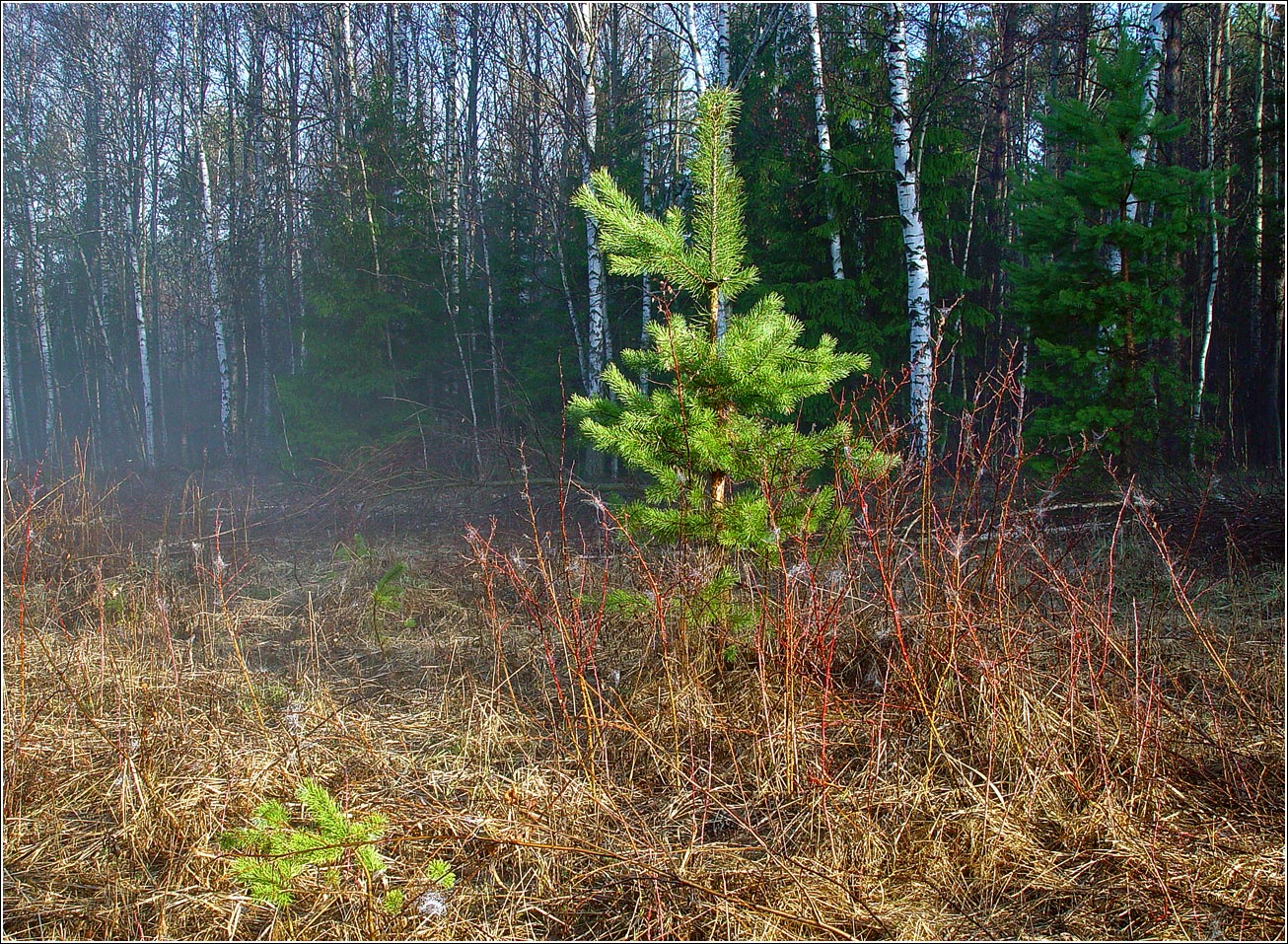 Окрестности Хрипани, image of landscape/habitat.