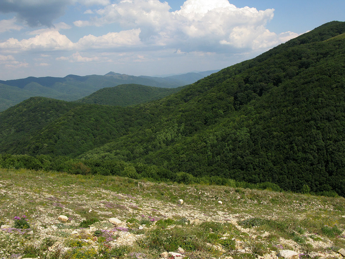 Прибрежная гора мыса Шесхарис, image of landscape/habitat.