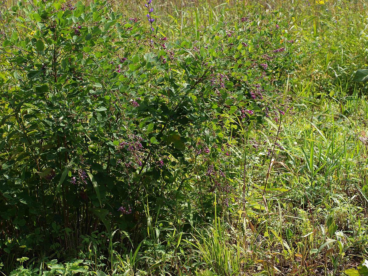 Кордон Карпадь, image of landscape/habitat.