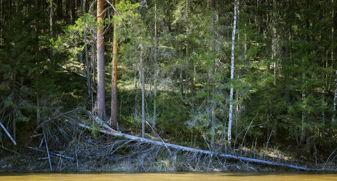 Камень Ростун и его окрестности, image of landscape/habitat.