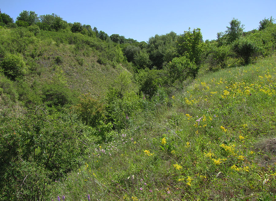 Лес Кучугуры, image of landscape/habitat.