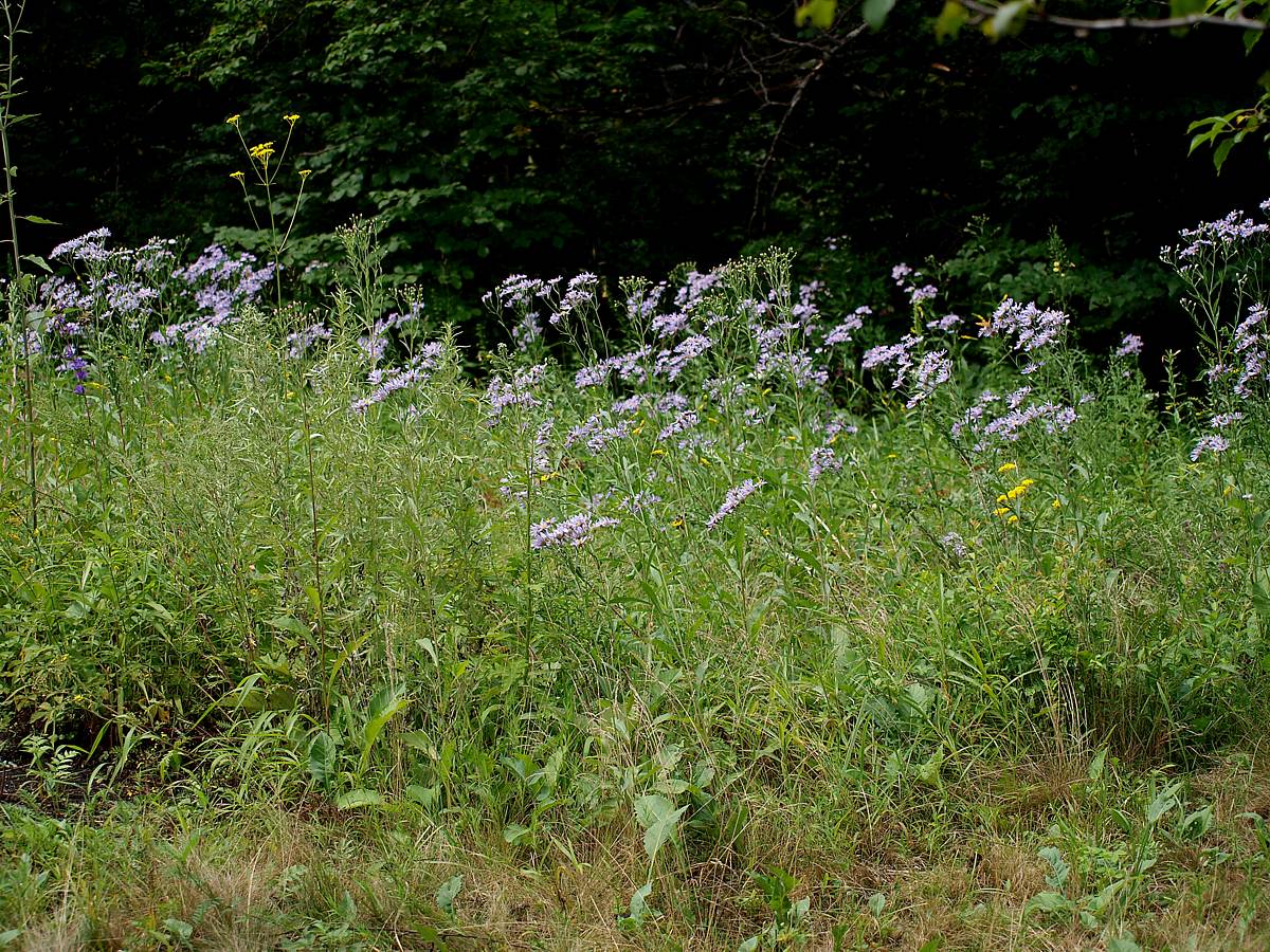 Кордон Карпадь, image of landscape/habitat.