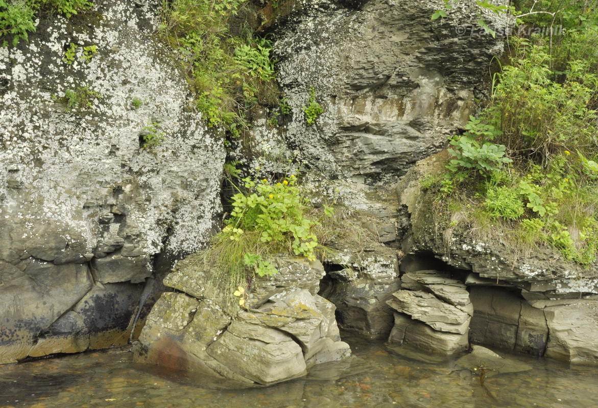 Остров Русский, image of landscape/habitat.