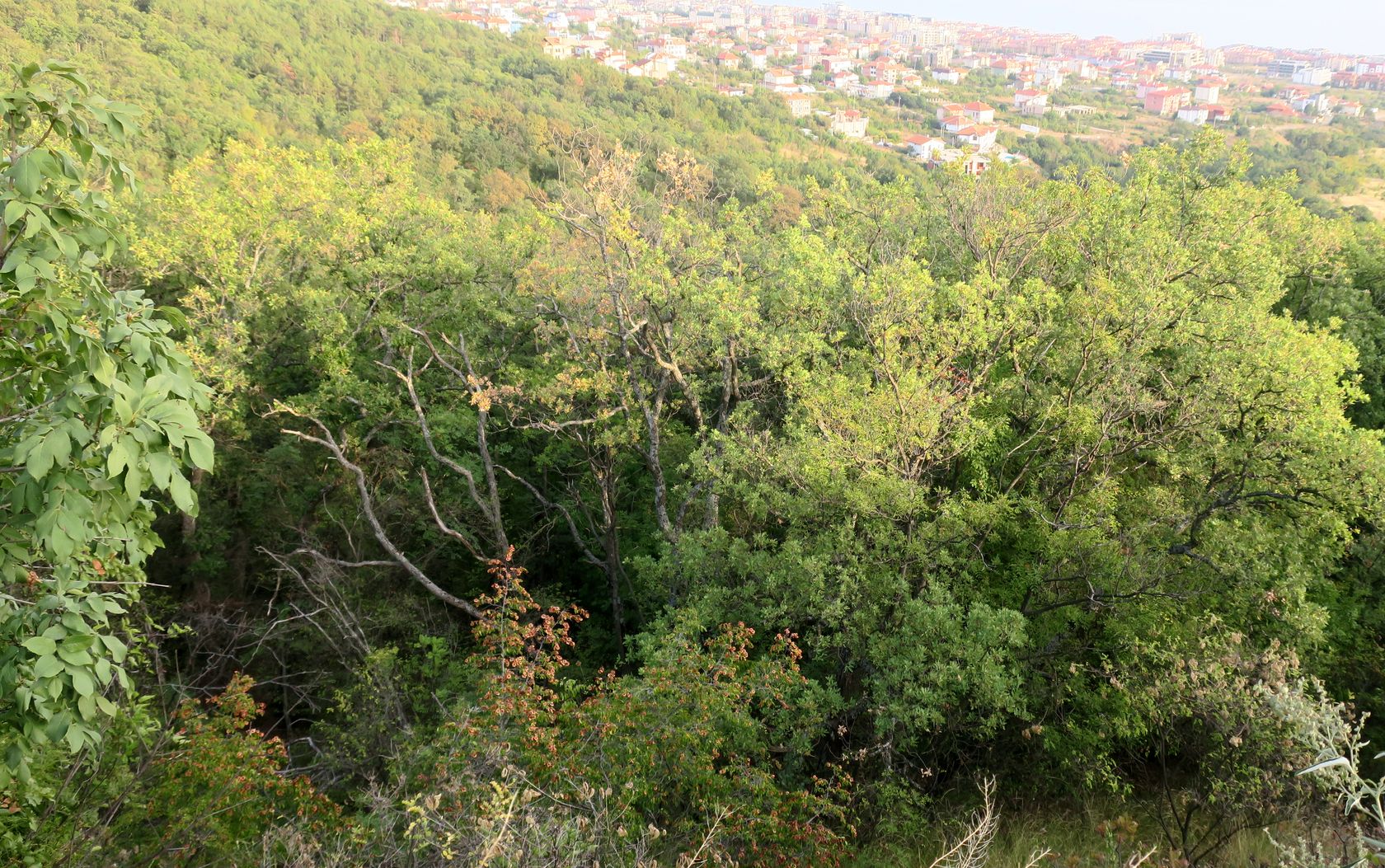 Солнечный Берег и окрестности, image of landscape/habitat.