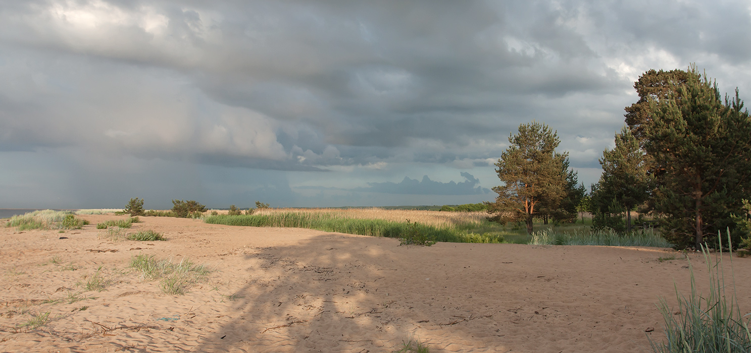 Большая Ижора, image of landscape/habitat.