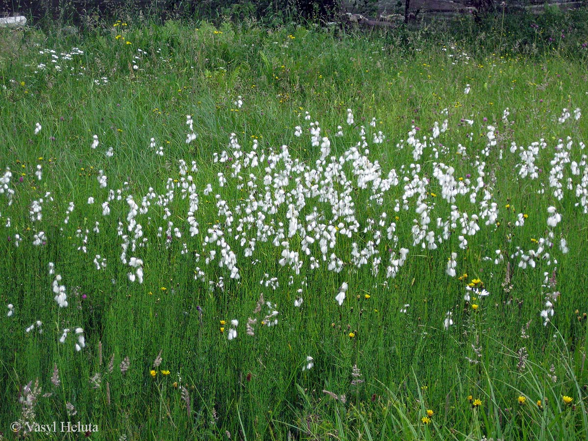 Заповедник "Горганы", Максимец, image of landscape/habitat.