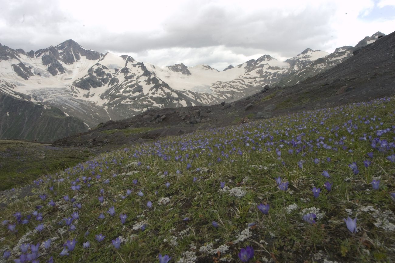 Отрог между р М. Азау и Гарабаши, image of landscape/habitat.