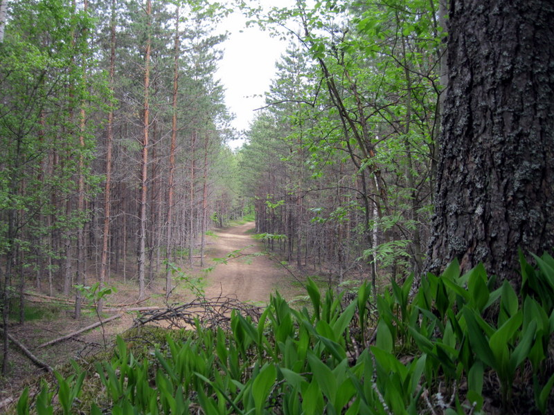 Токсово, image of landscape/habitat.