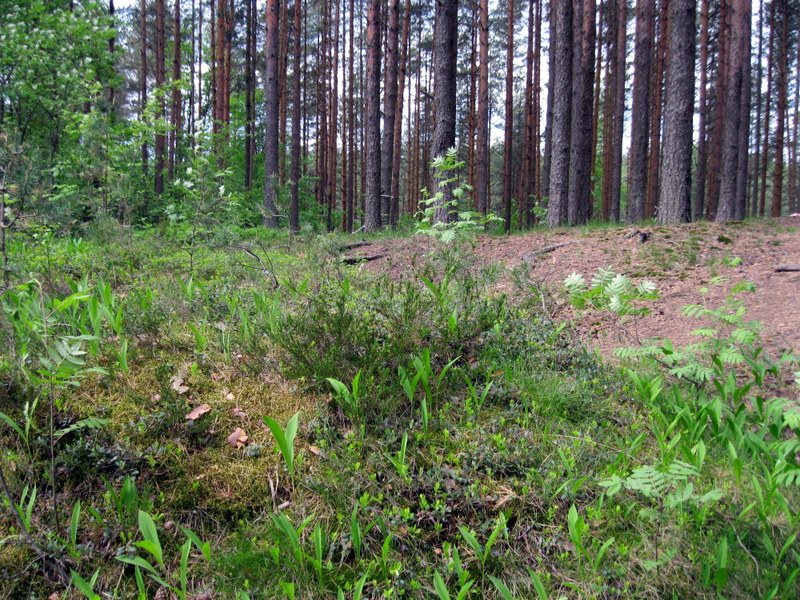 Токсово, image of landscape/habitat.