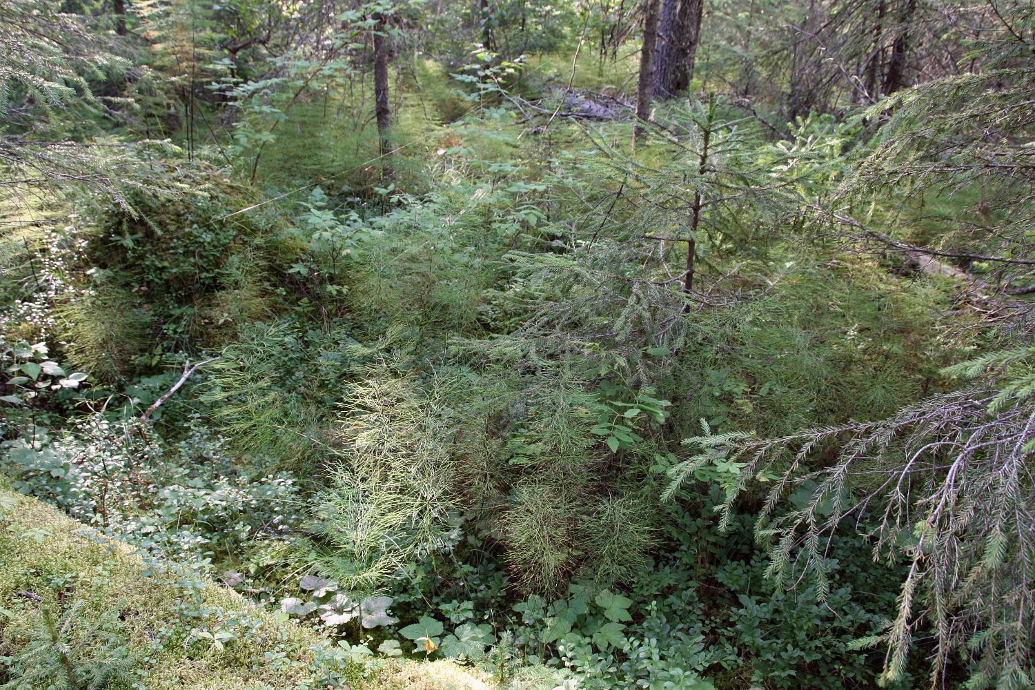 Сётра и Пойла, image of landscape/habitat.