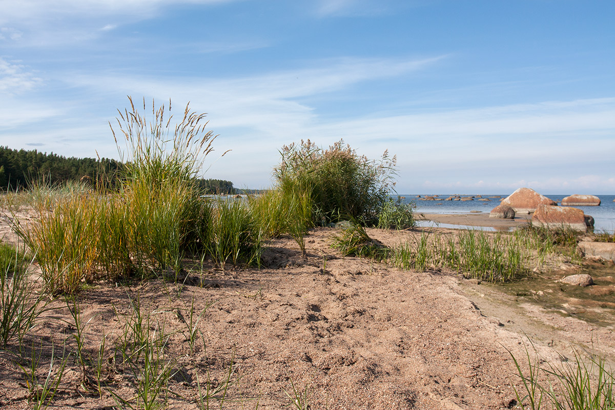 Новое Гарколово, image of landscape/habitat.