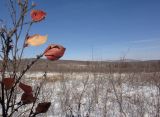 Окрестности Северного, image of landscape/habitat.