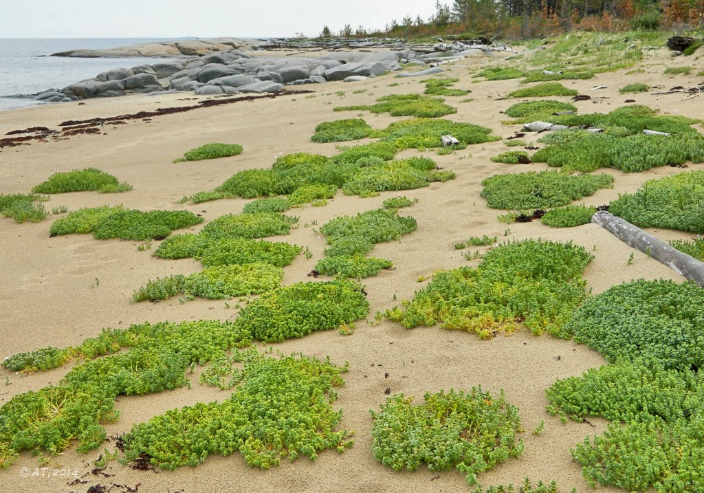 Унежма, image of landscape/habitat.