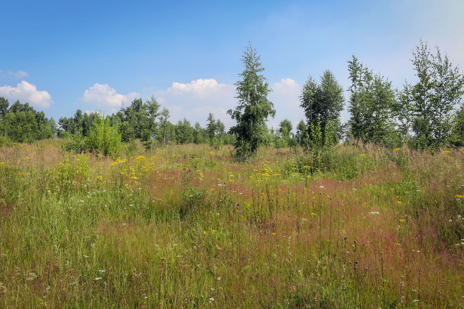 Заборная, image of landscape/habitat.