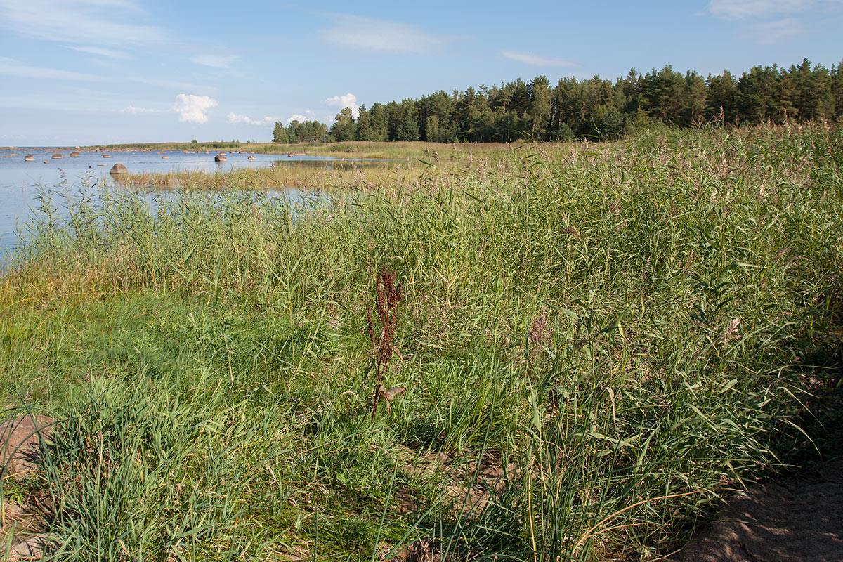 Новое Гарколово, image of landscape/habitat.