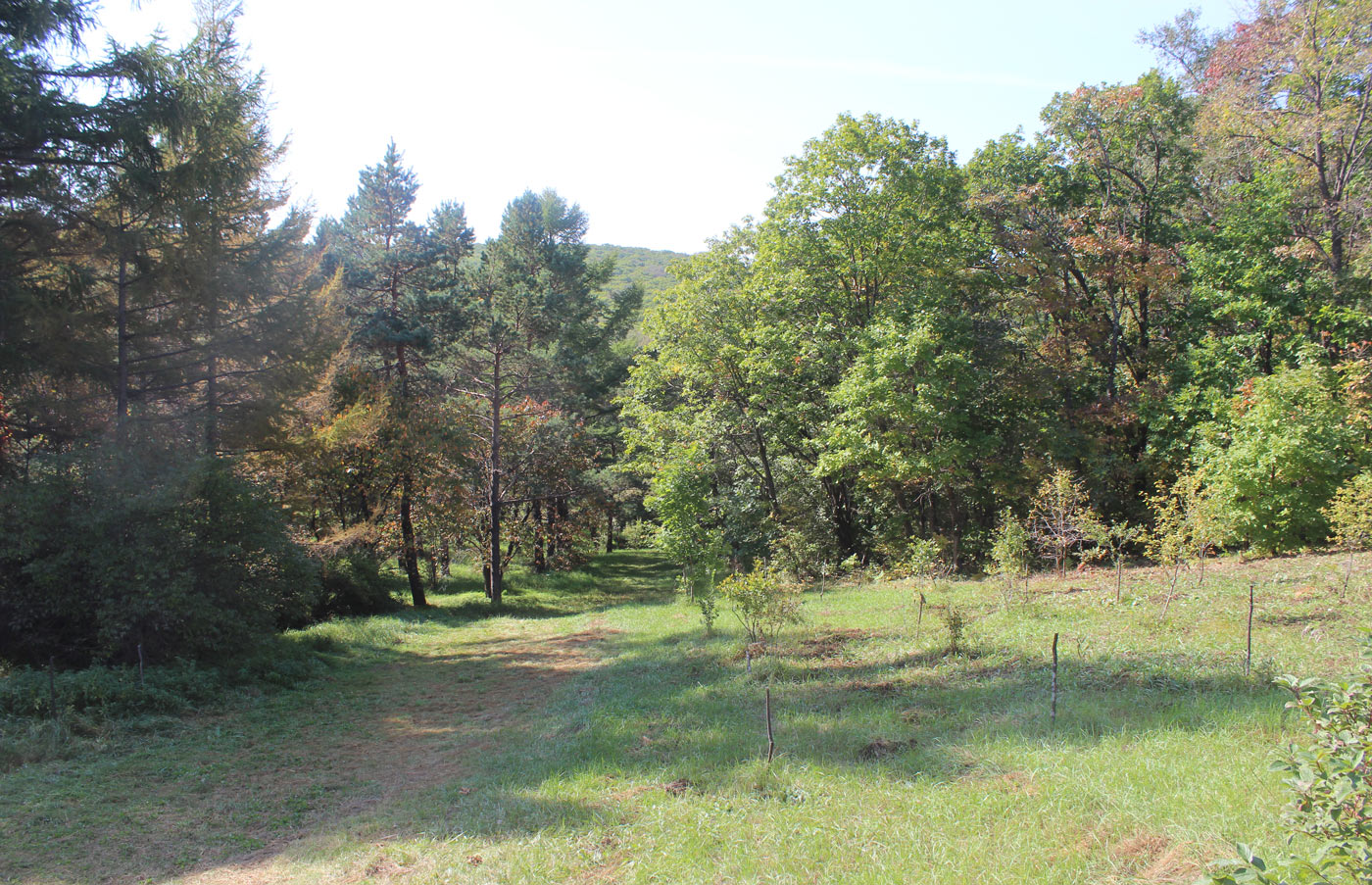 Дендрарий Горнотаёжной станции, image of landscape/habitat.