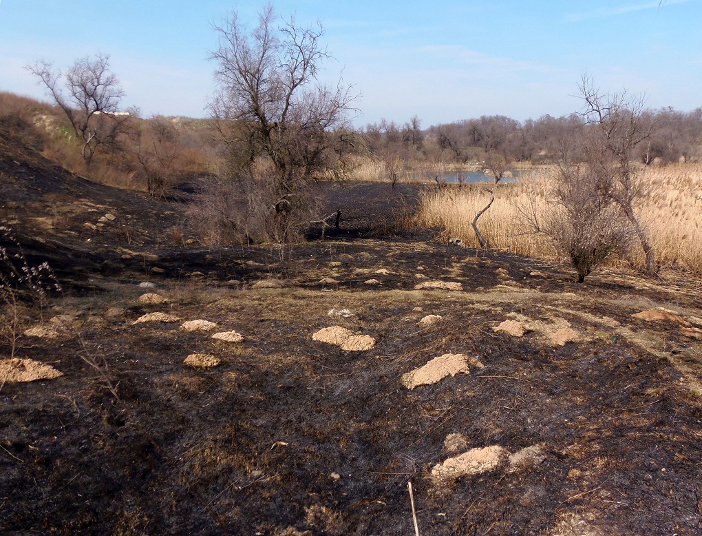 Посёлок Солнечный, балка., image of landscape/habitat.