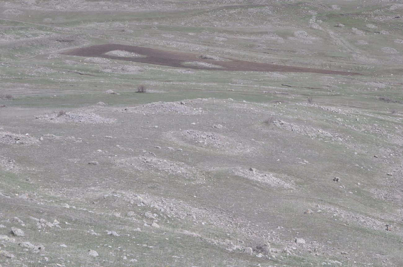 Курганное поле, image of landscape/habitat.