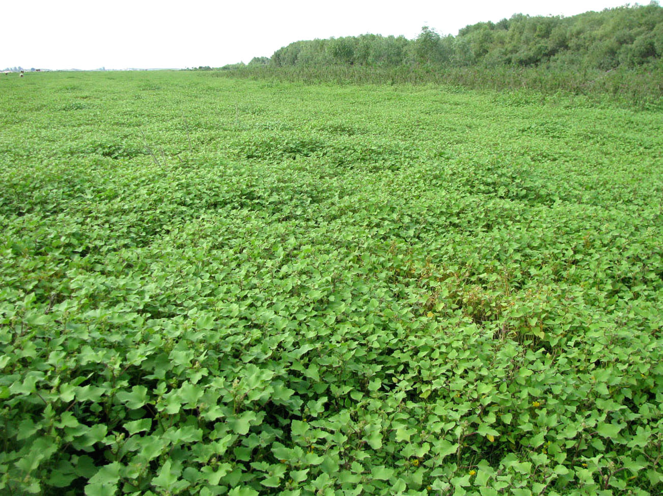 Волго-Ахтубинская пойма, image of landscape/habitat.