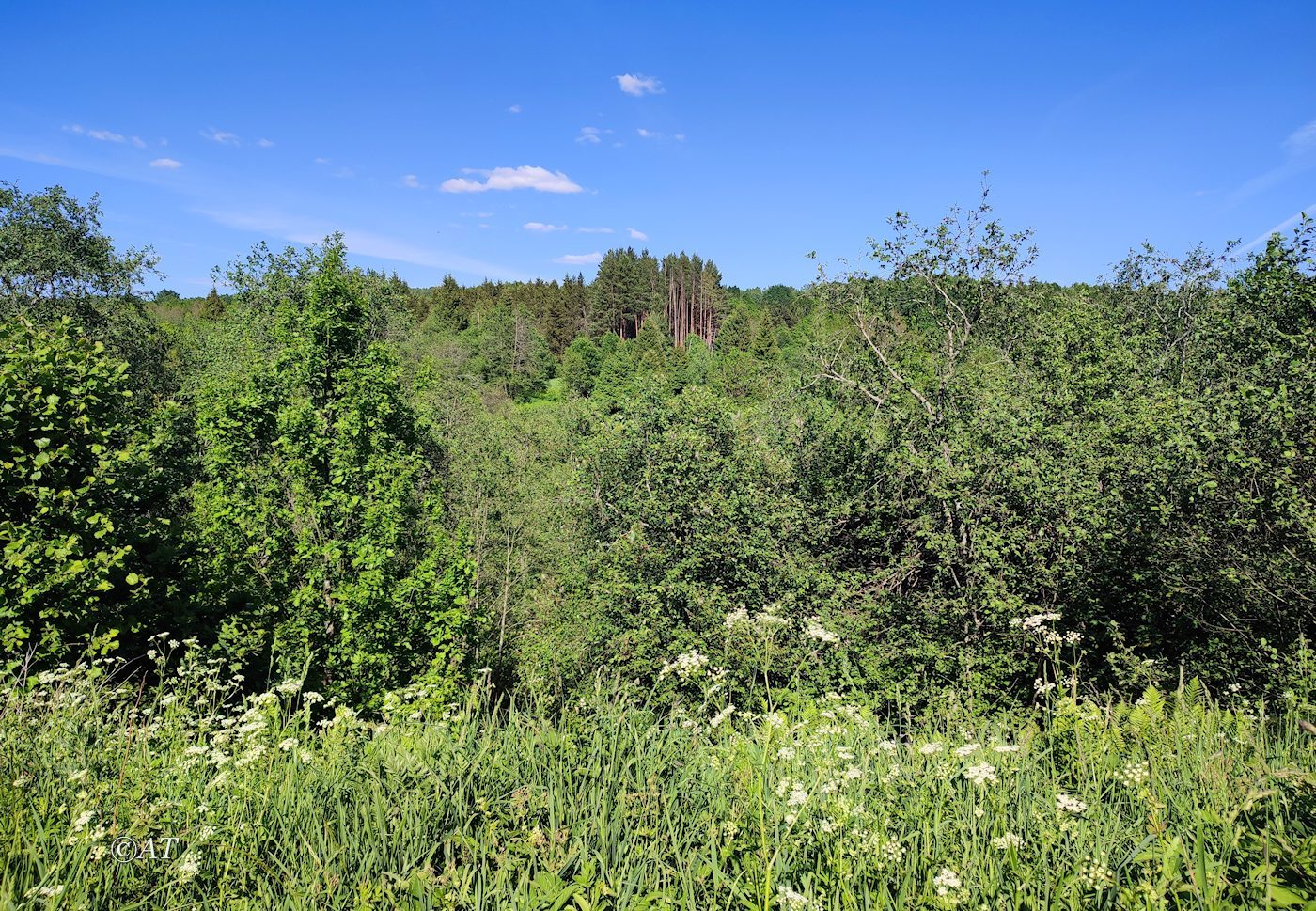 Пасовский лес, image of landscape/habitat.