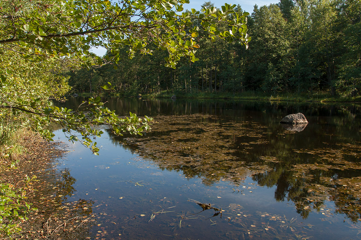 Новое Гарколово, image of landscape/habitat.