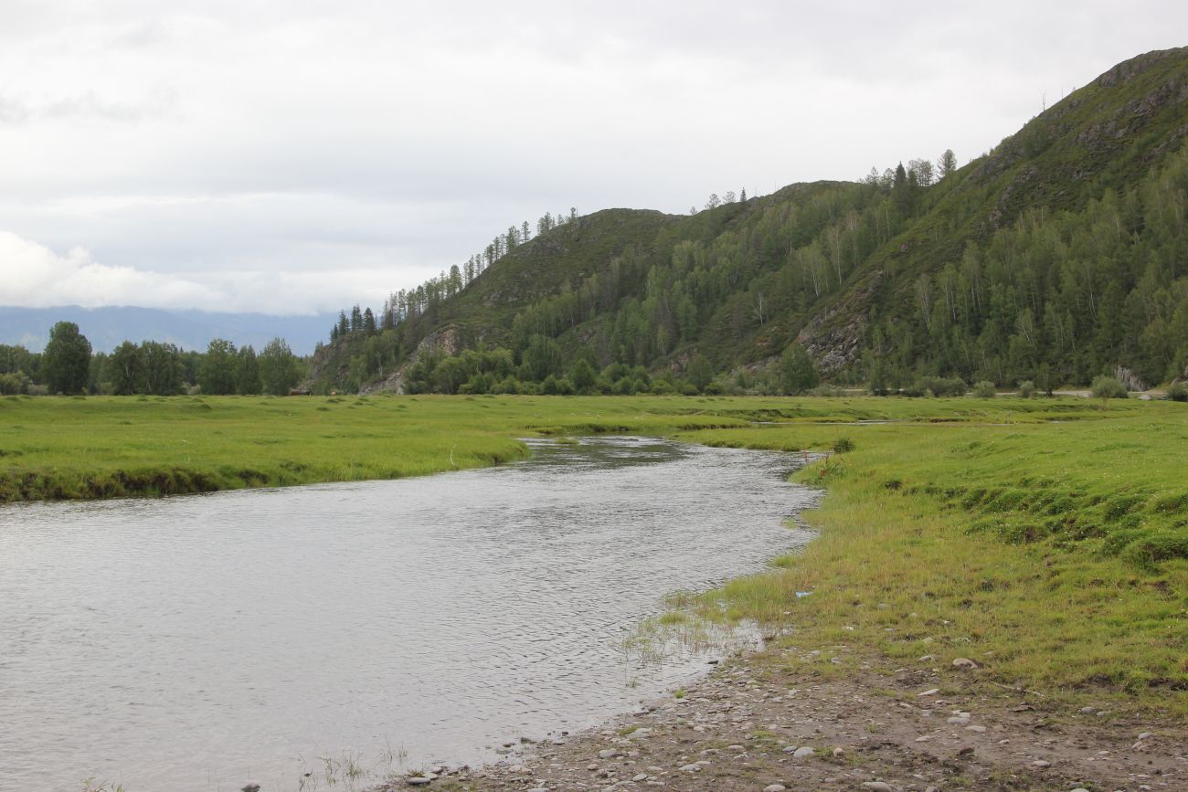 Окрестности села Верх-Уймон, image of landscape/habitat.