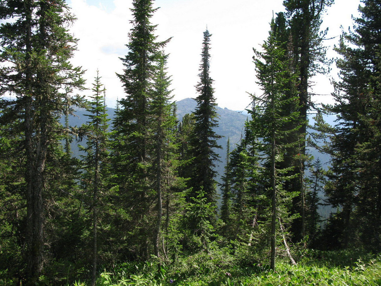 Каменный Город, image of landscape/habitat.