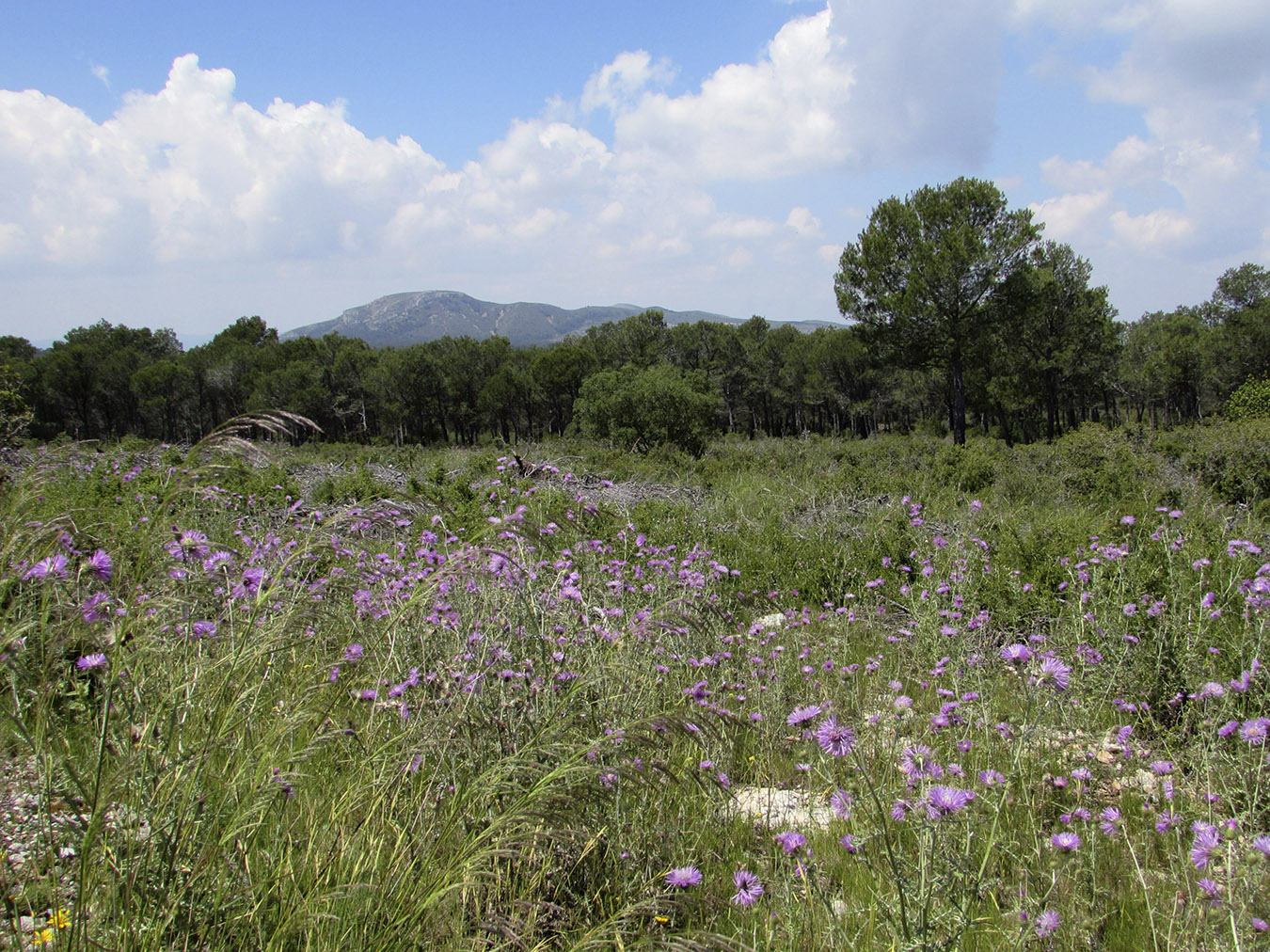 Горный массив Монгри, image of landscape/habitat.