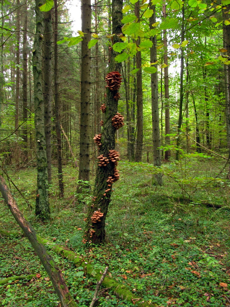 Лес Ковалёво, image of landscape/habitat.