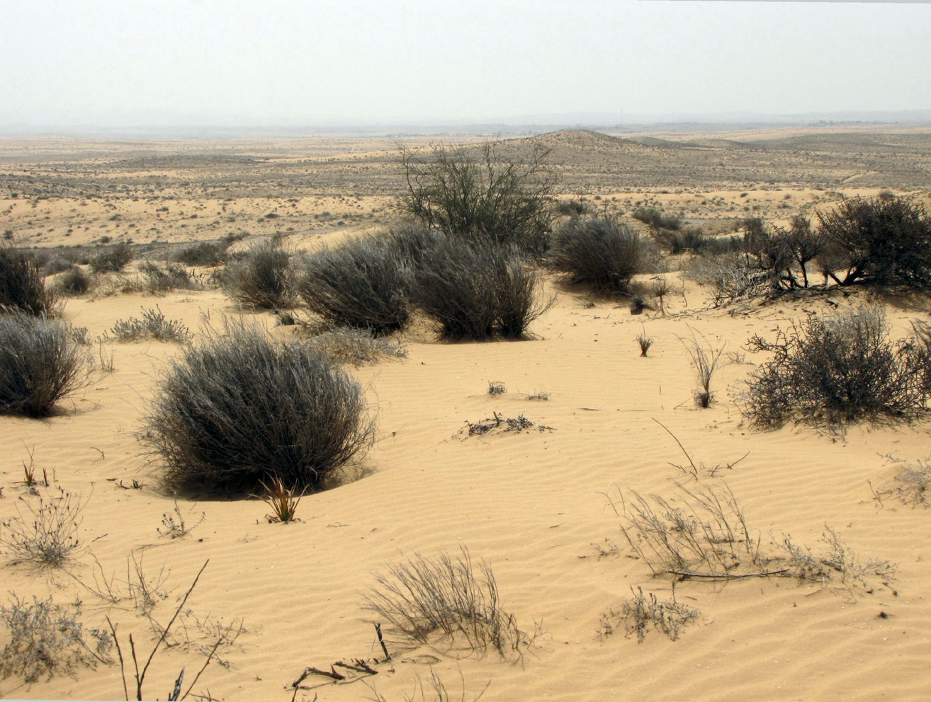 Пески Халуца (Холёт Халюца), image of landscape/habitat.