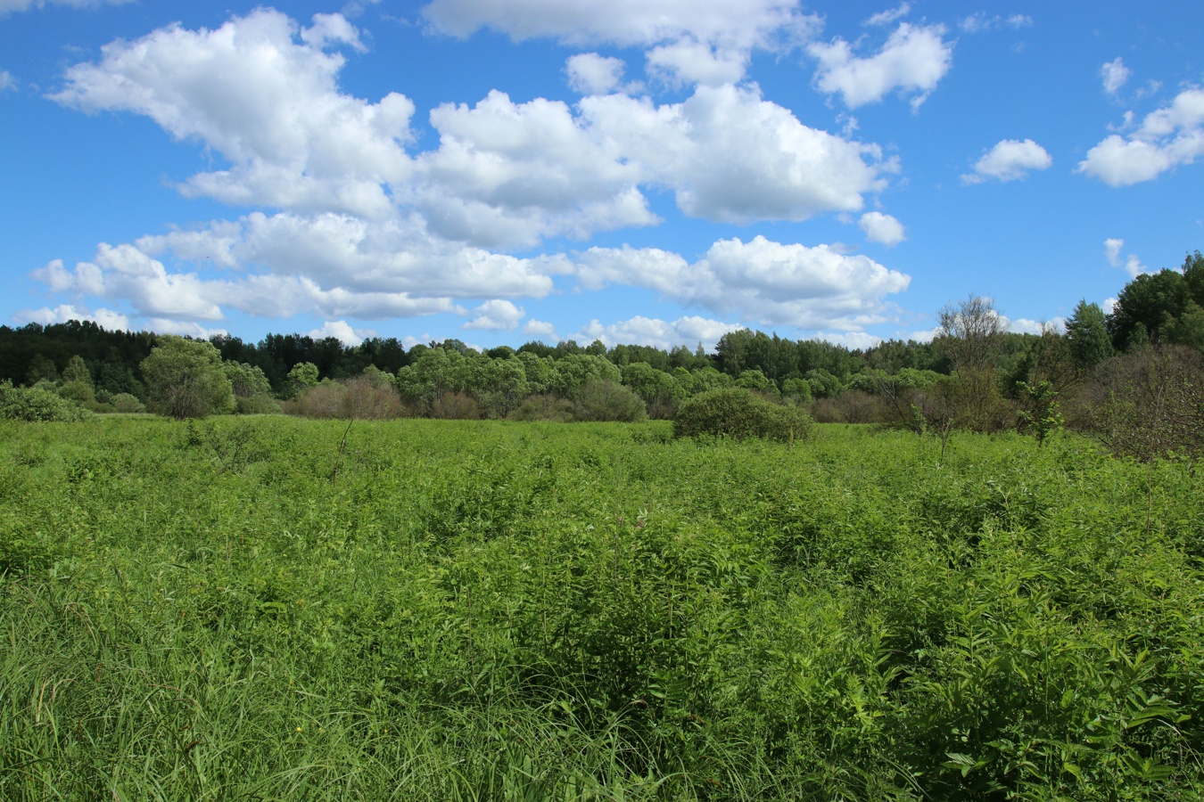 Луга у Кемки, image of landscape/habitat.