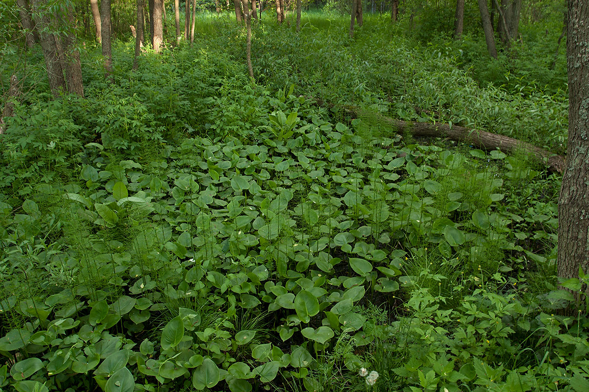 Большая Ижора, image of landscape/habitat.