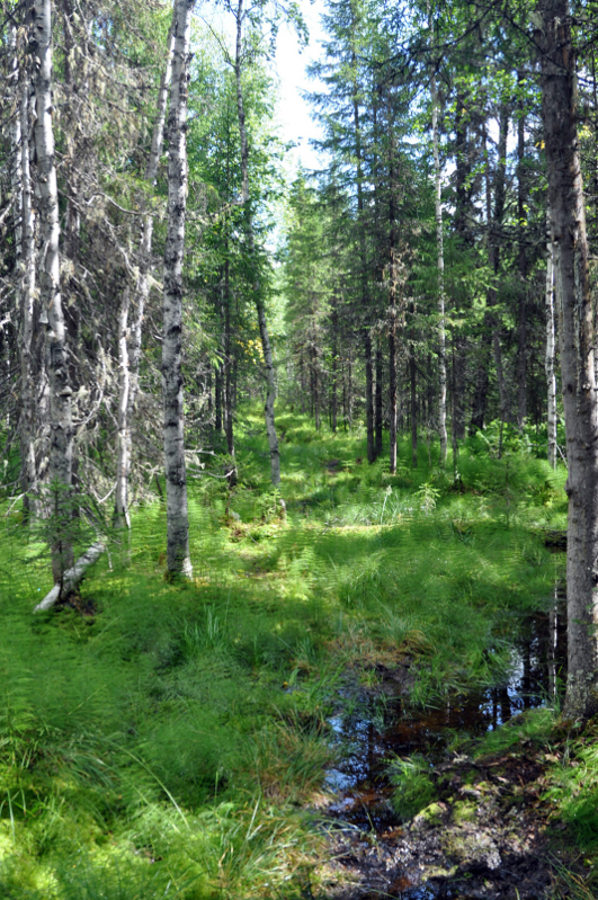 Долина реки Ыджыд-Ляга, image of landscape/habitat.