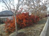 Bilkent University, image of landscape/habitat.