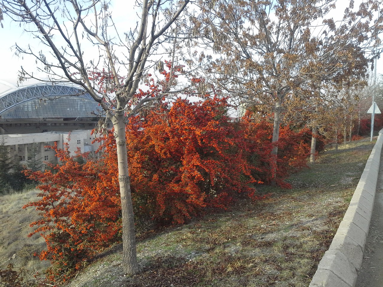 Bilkent University, изображение ландшафта.