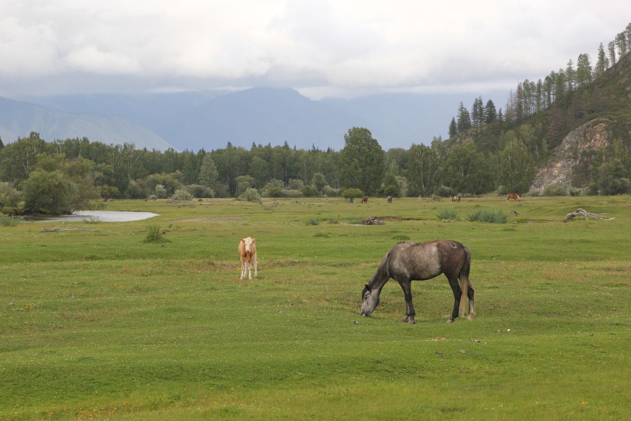 Окрестности села Верх-Уймон, image of landscape/habitat.