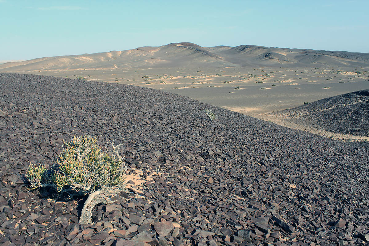 Торра, image of landscape/habitat.