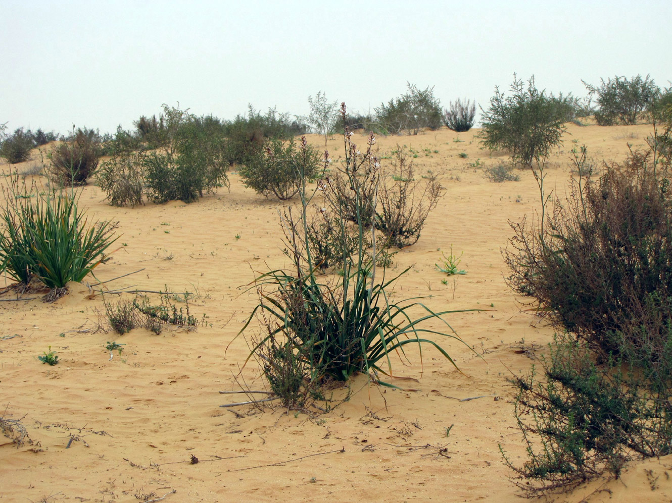 Пески Халуца (Холёт Халюца), image of landscape/habitat.