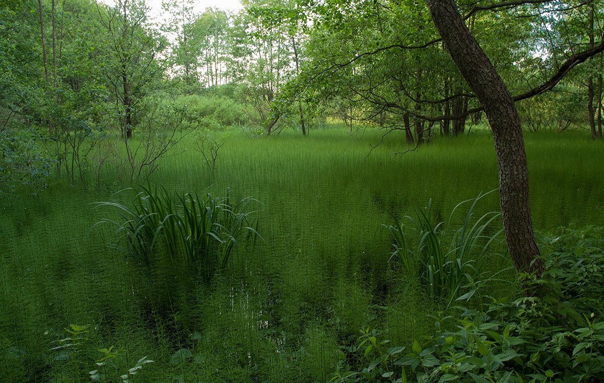 Большая Ижора, image of landscape/habitat.