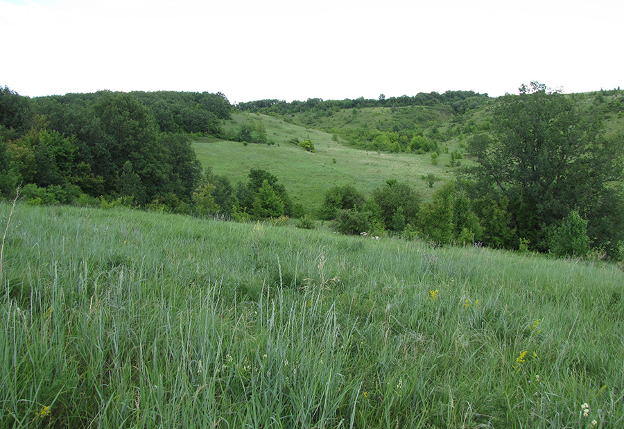 Ерёмкин лог, image of landscape/habitat.